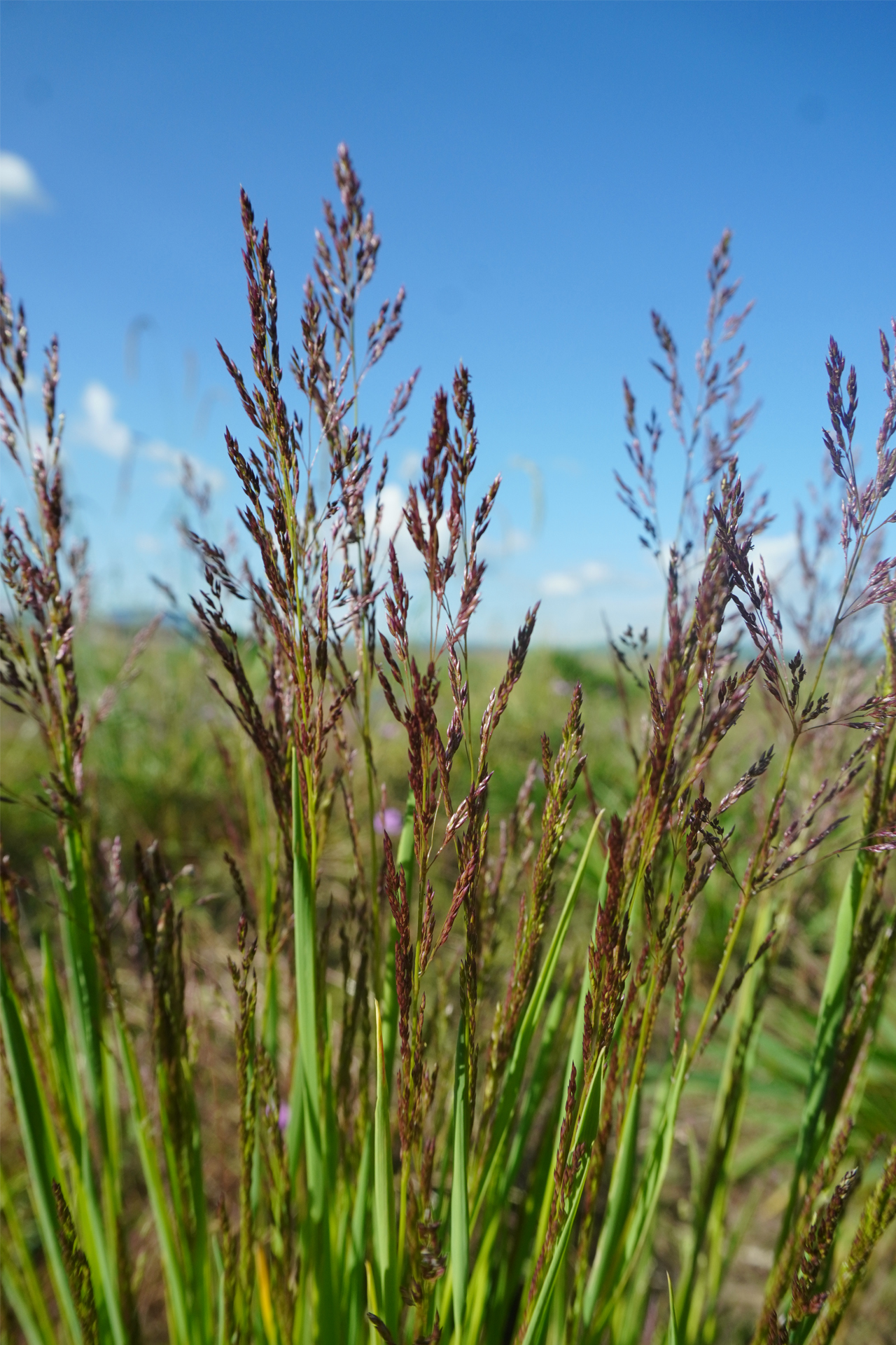 Poa pratensis
